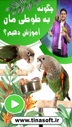 چگومه به طوطی مان آموزش دهیم؟