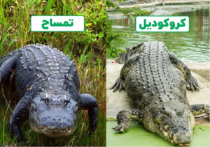 تفاوت کروکودیل و تمساح