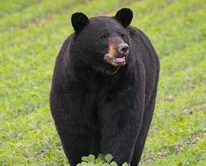 خرس سیاه آمریکایی