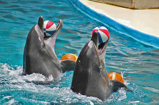 نمایش دلفین ها