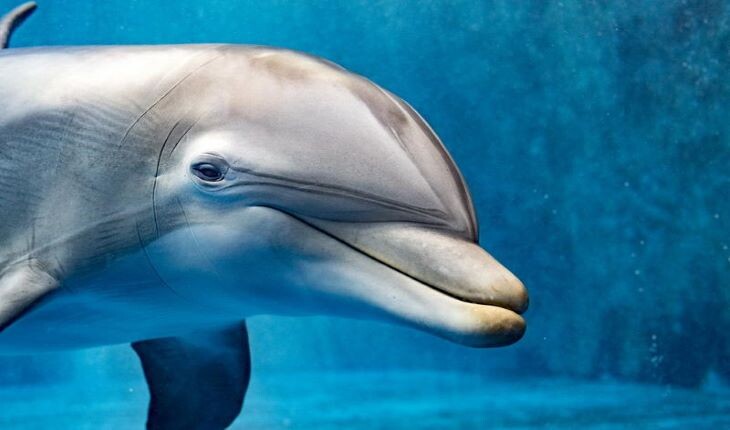 زندگی دلفین ها