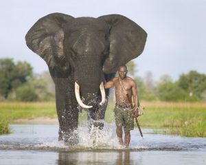 زندگی انسان در کنار فیل