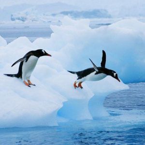 زندگی پنگوئن در قطب