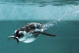 شنا کردن پنگوئن