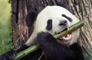 پاندا در حال خوردن بامبو