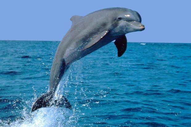 پرش دلفین