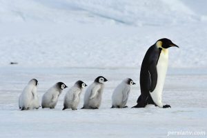 پنگوئن امپراتور