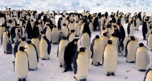 کلونی پنگوئن ها