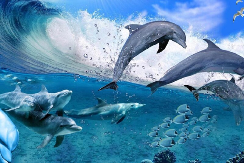 گله دلفین ها