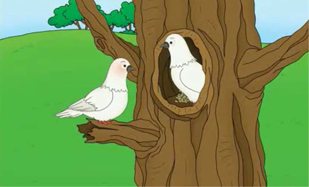 قصه دو کبوتر