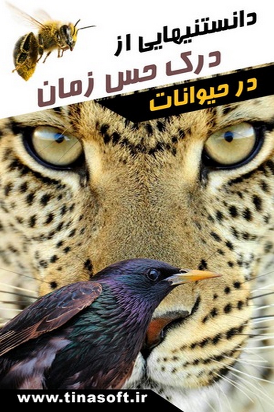 دانستنیهای درک حس زمان در حیوانات